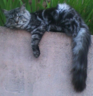 Dzeus Maine Coon Black Silver Tabby