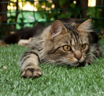 Dearest de Cimiez Maine Coon Brown Blotched Tabby