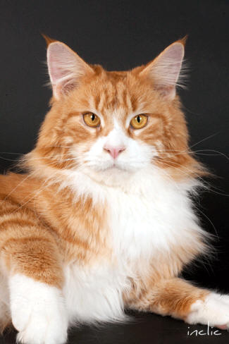 Dilmun Maine Coon Chatterie de Cimiez