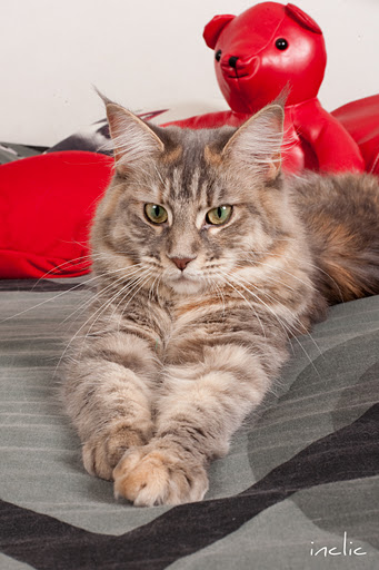 Eden de Cimiez Maine Coon Blue Silver Tortie Torbie Tabby