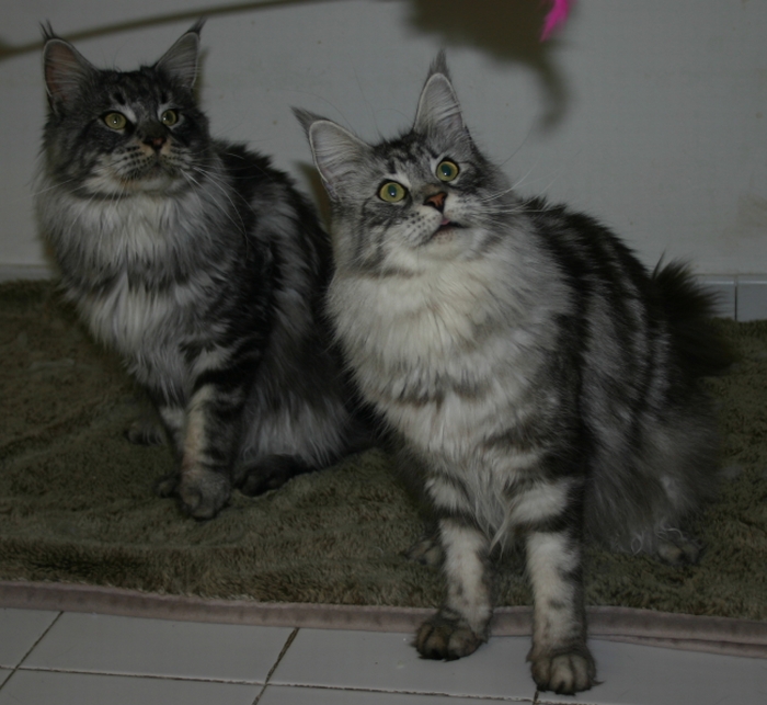 Darling de Cimiez et Firefox des Angelicoons Maine Coon