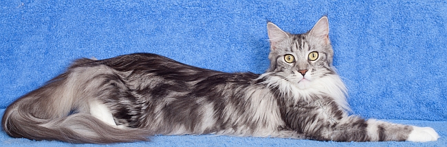 Gaia de Cimiez Maine Coon Black Silver et Blanc