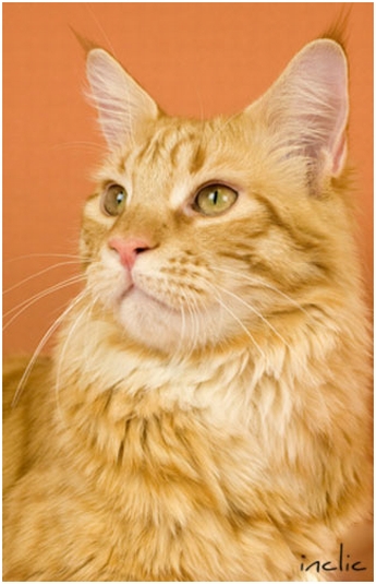 Diamond Red Maine Coon