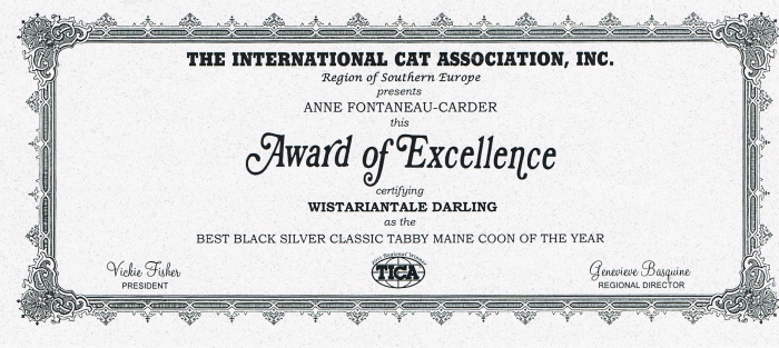 Darling Maine Coon Best TICA Black Silver 2011