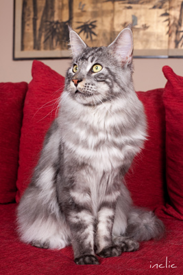 Earl Grey Maine Coon Black Silver