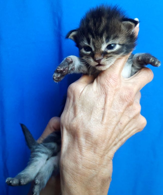 Titus - male Brown blotched tabby - en option