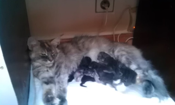 Fairy Tale de Cimiez - Maine Coon Blue Silver Tortie Tabby - Avec ses chatons