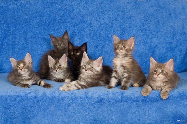 Fairy Tale de Cimiez - Maine Coon Blue Silver Tortie Tabby - Avec ses chatons