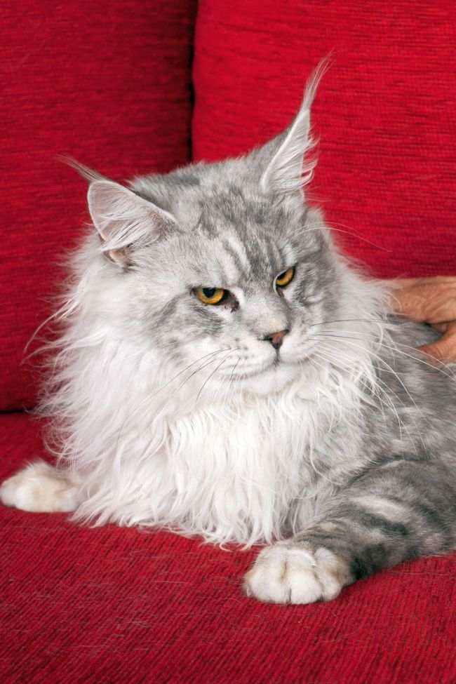 Foreman Maine Coon Shaded Male