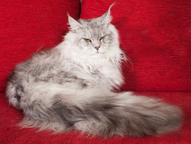 Foreman Maine Coon Shaded Male