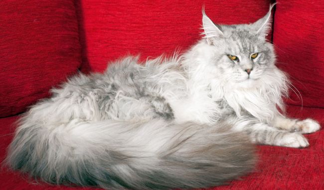 Foreman Maine Coon Shaded Male