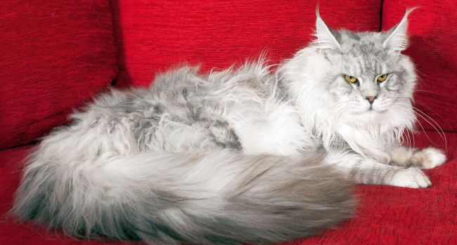 Foreman Maine Coon Shaded Male