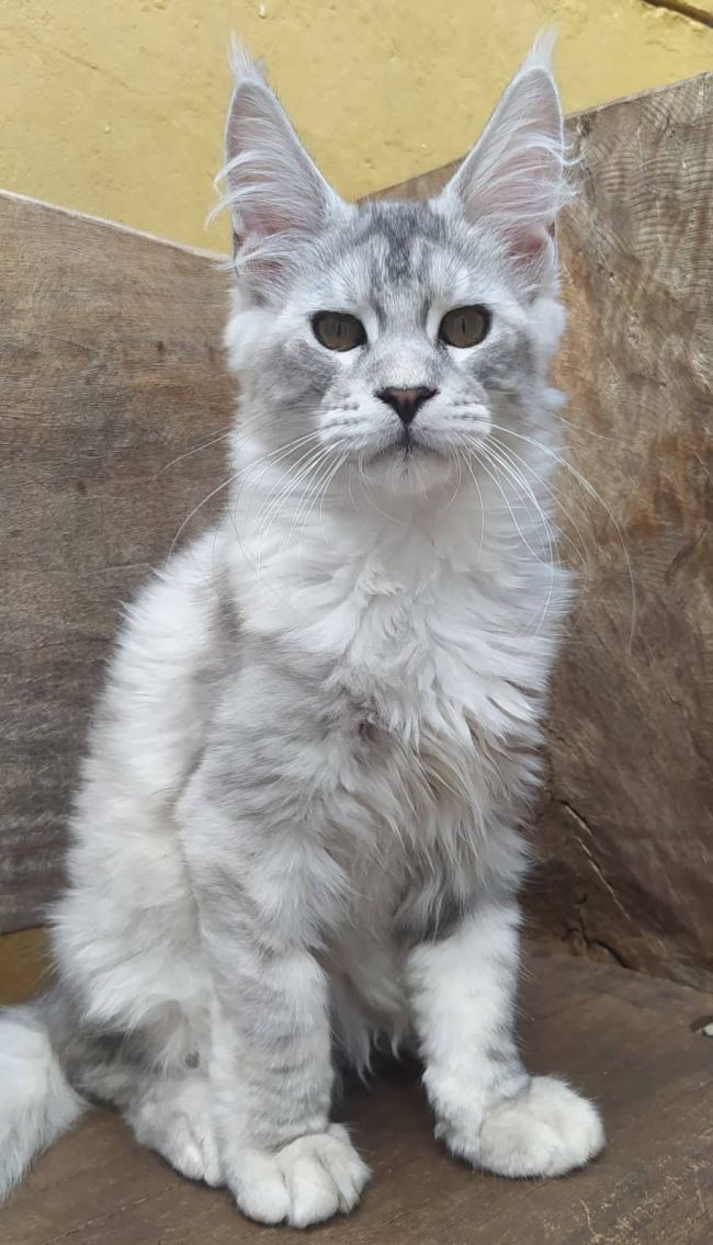 Foreman Maine Coon Shaded Male