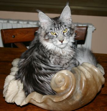 Langella de Cimiez - Maine Coon Black Silver Tabby