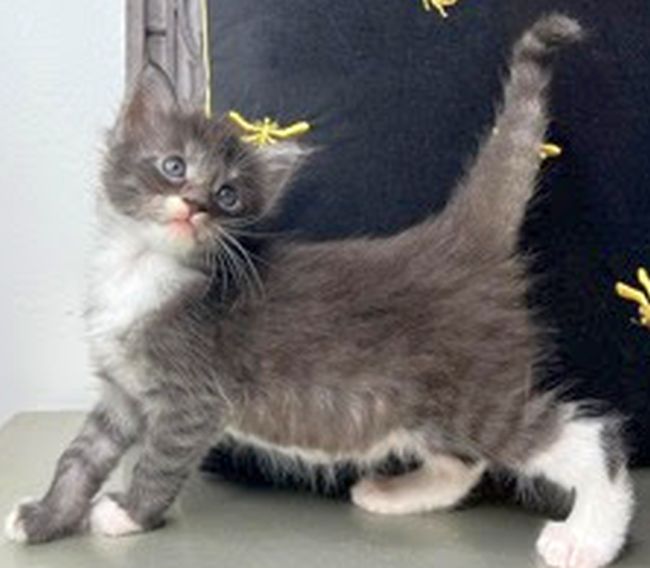 Chatons Chats Cat Kittens Maine Coon Elevage Nice Riviera Monaco Cannes